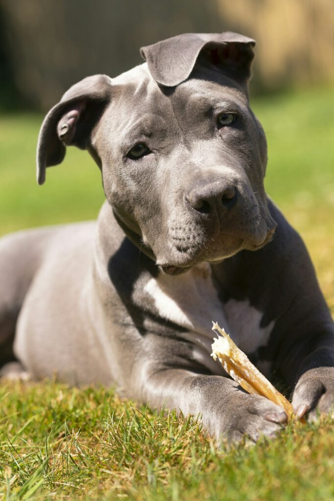 pit bulls should not be banned
