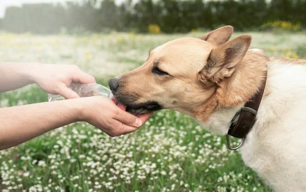 Caring dog owner helps his dog to drink water in summer hot day outdoors