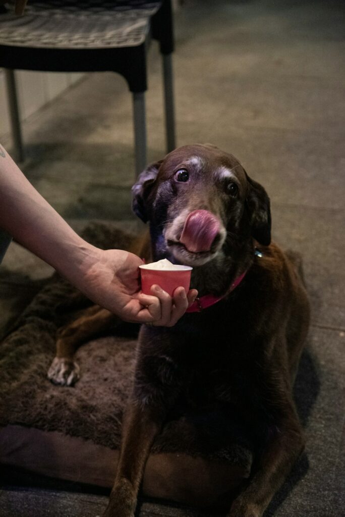 Cute older dog licking ice cream from nose.