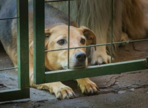 animal abuse in Washington D.C.