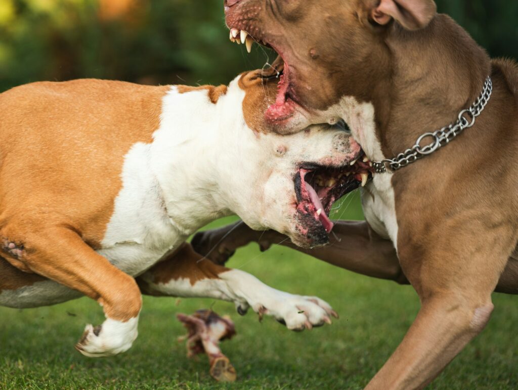 animal abuse in Pennsylvania 
