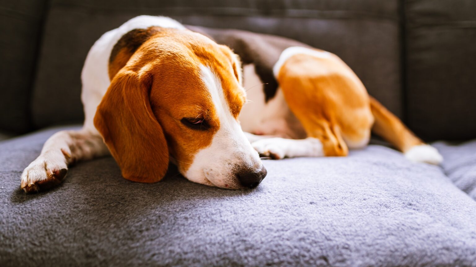 Dog Poison Prevention: A Guide to Keeping Your Pet Safe -WPP