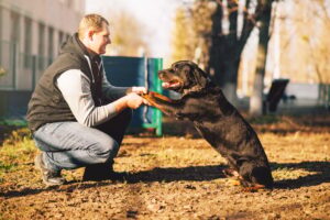 Male cynologist, police dog training outdoor