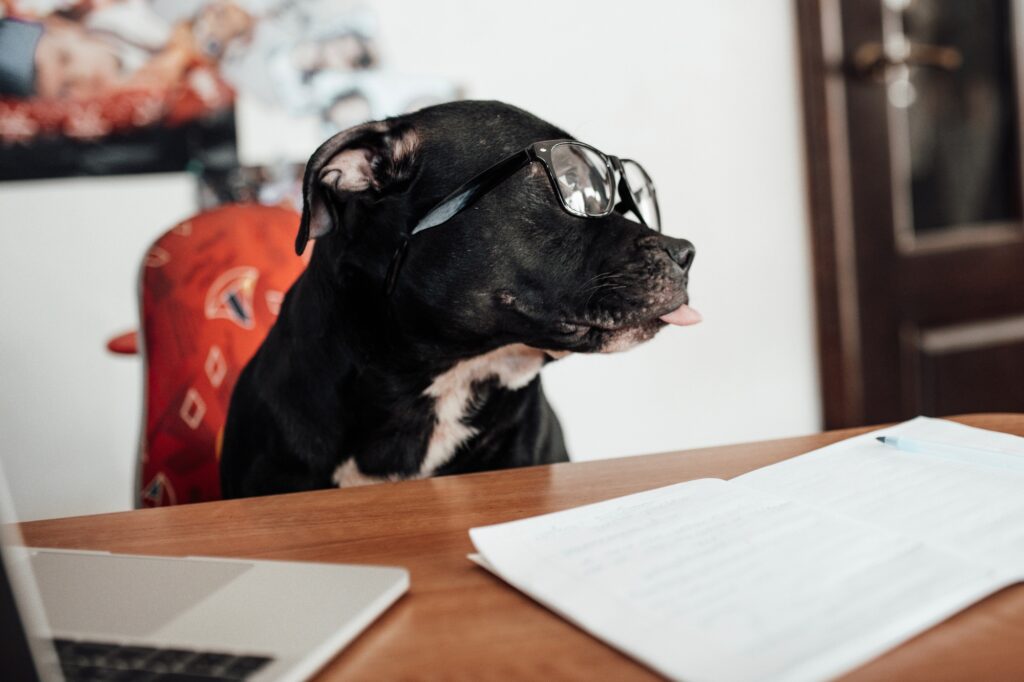 rehoming animals
