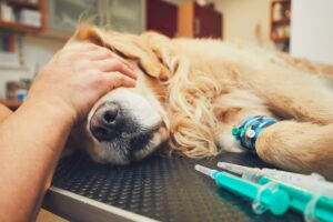 dog in the animal hospital