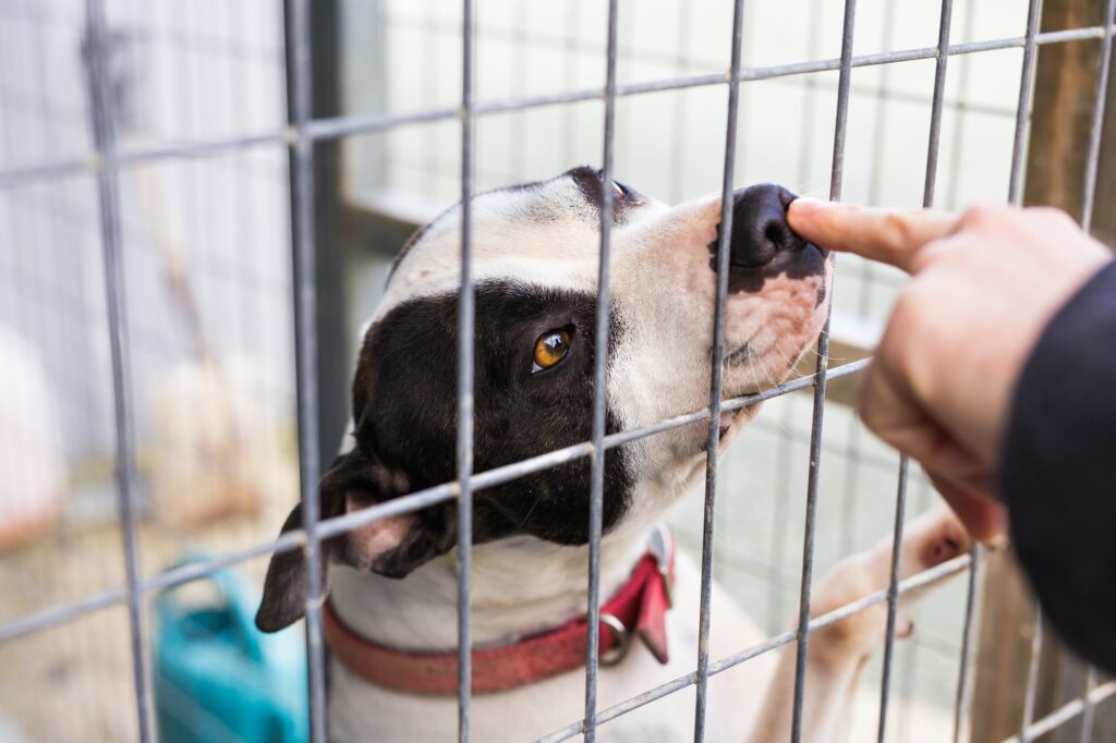adopting vs buying a dog