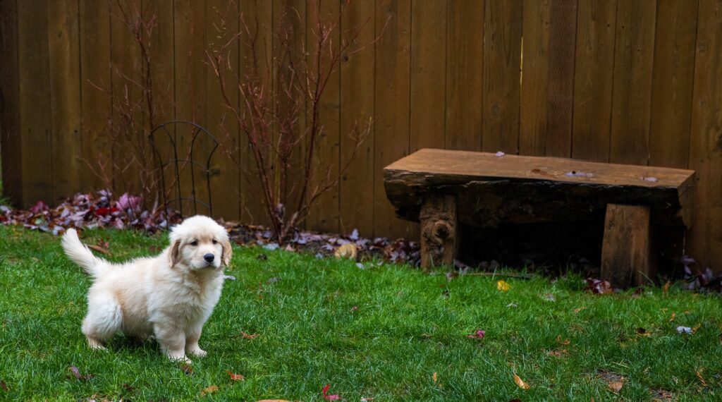 behavioral problems in dogs
