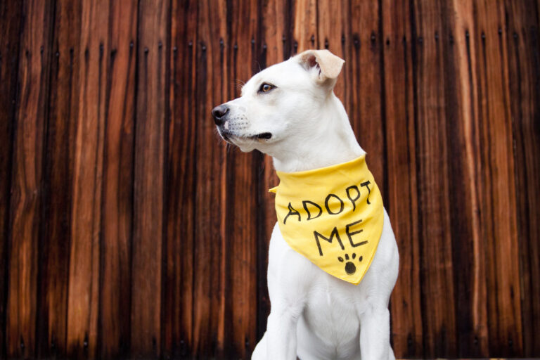 adopting vs buying a dog