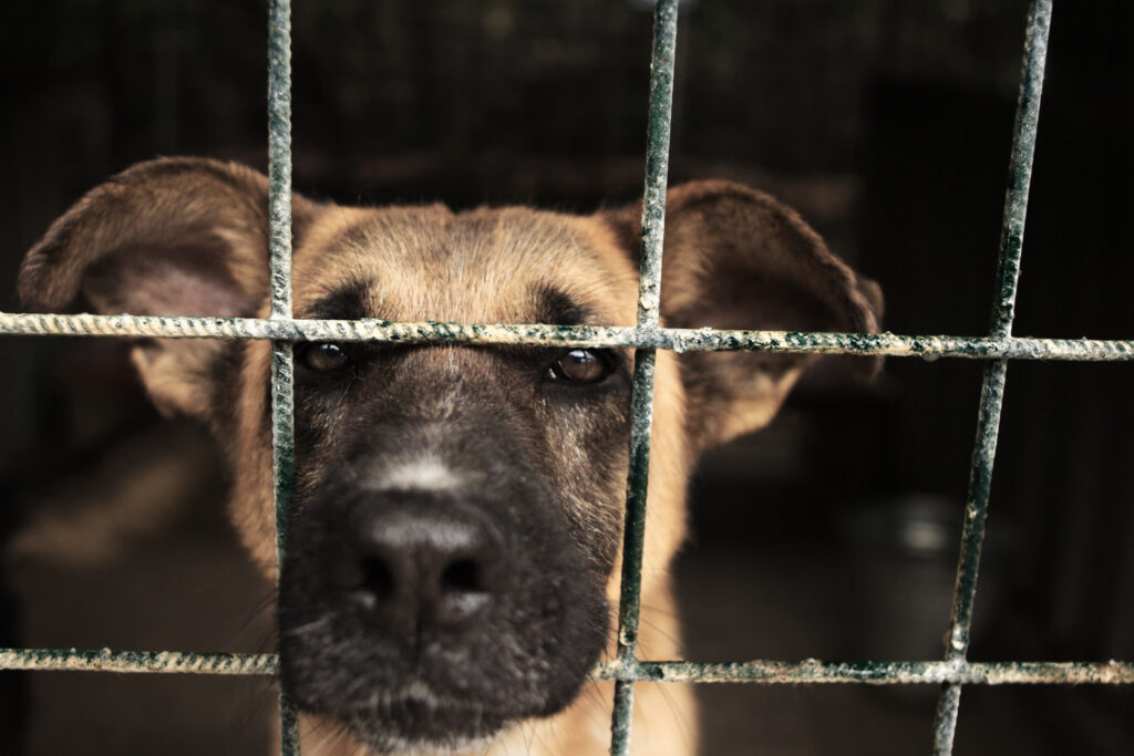 adopting vs buying a dog 
