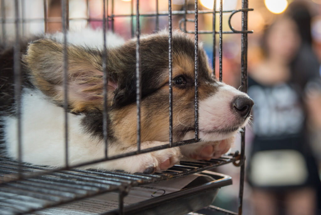 adopting vs buying a dog 
