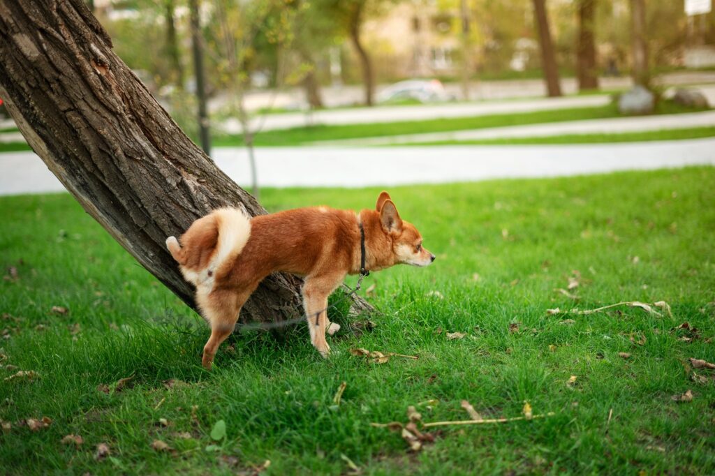 adopting vs buying a dog