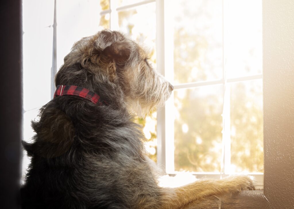 behavioral problems in dogs
