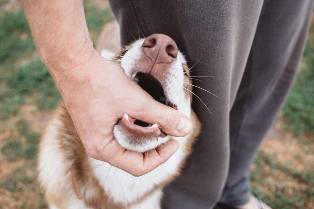animal control