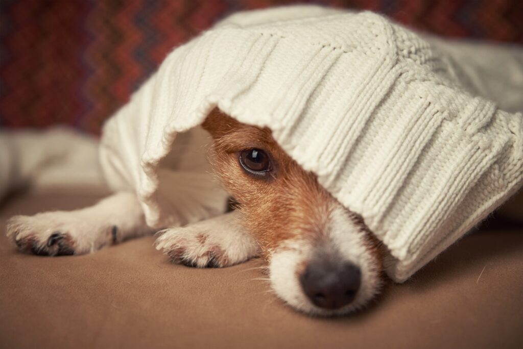 behavioral problems in dogs