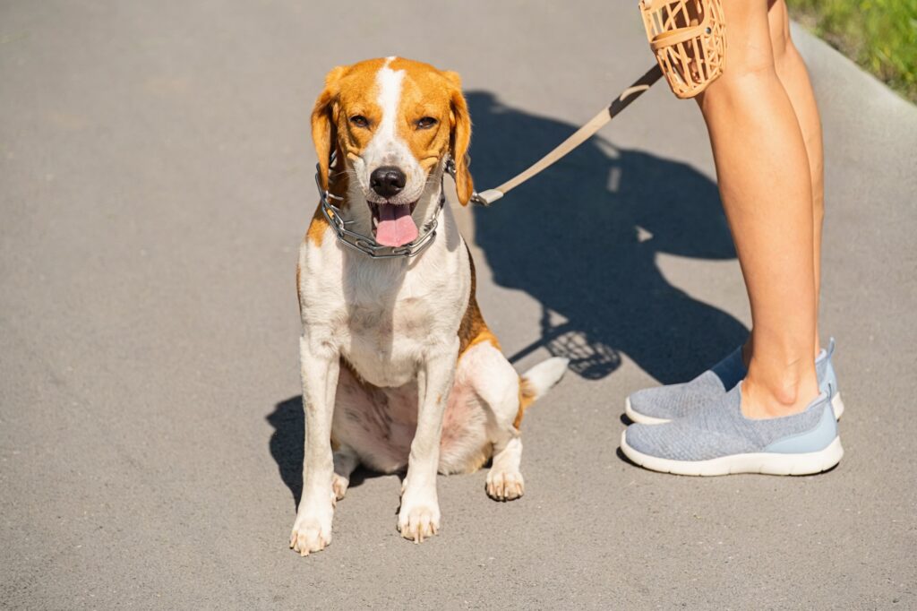 safety tips for dogs