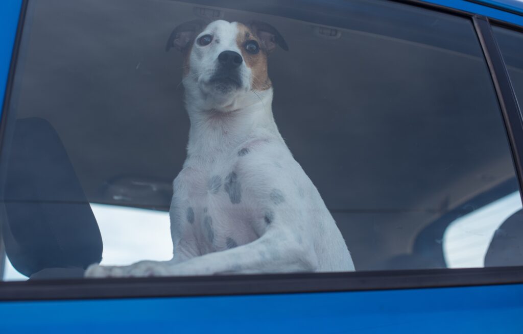 safety tips of dogs