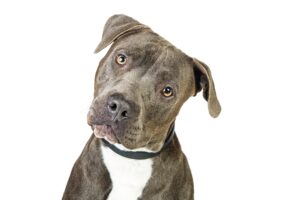 understanding bsl