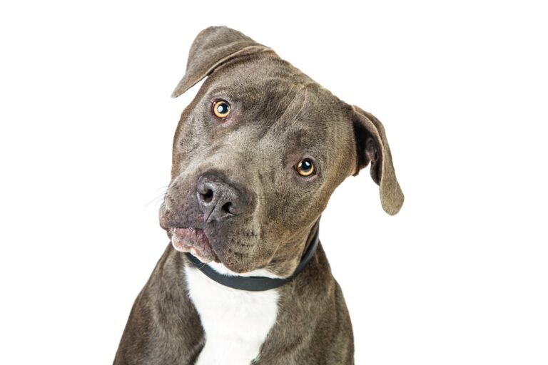 understanding bsl