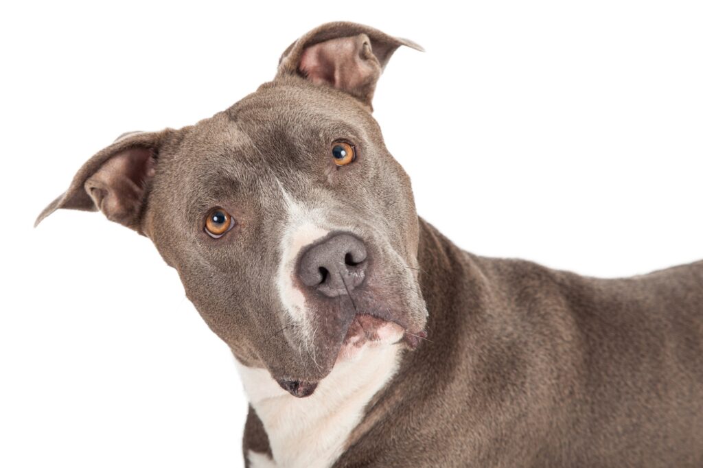 understanding bsl
