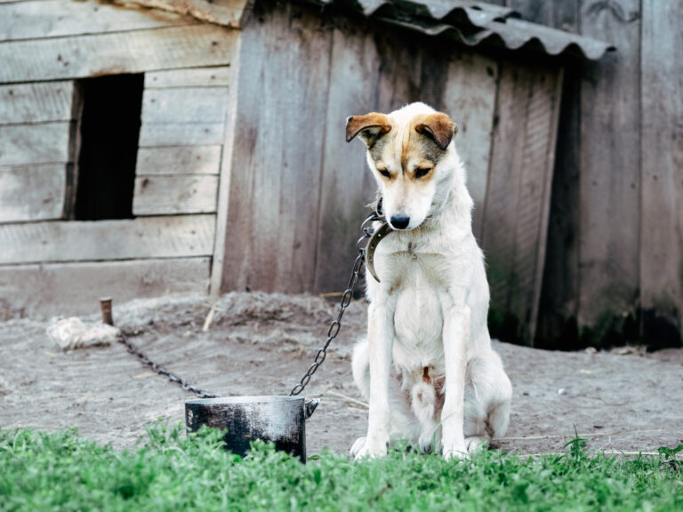 showing animal neglect, a dog outside chained up looking sad