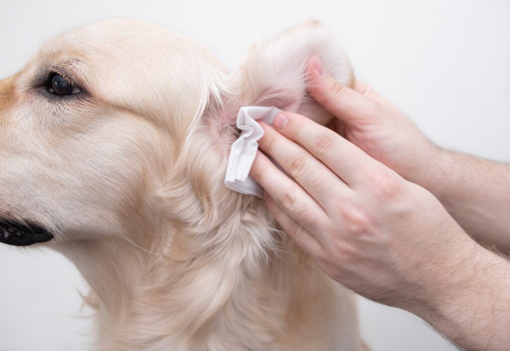 safety tips for dogs