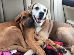 emergency animal rescue funding