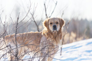 5 reasons Winter Is the Most Dangerous Season for Neglected Dogs