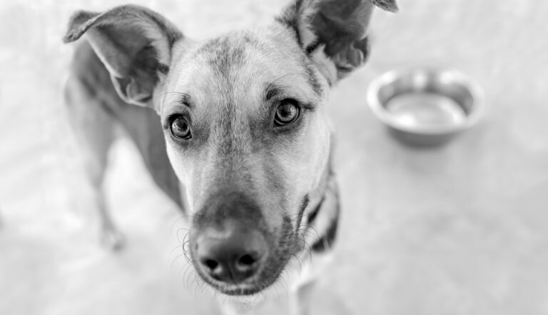 Image of rescued dog in black and white