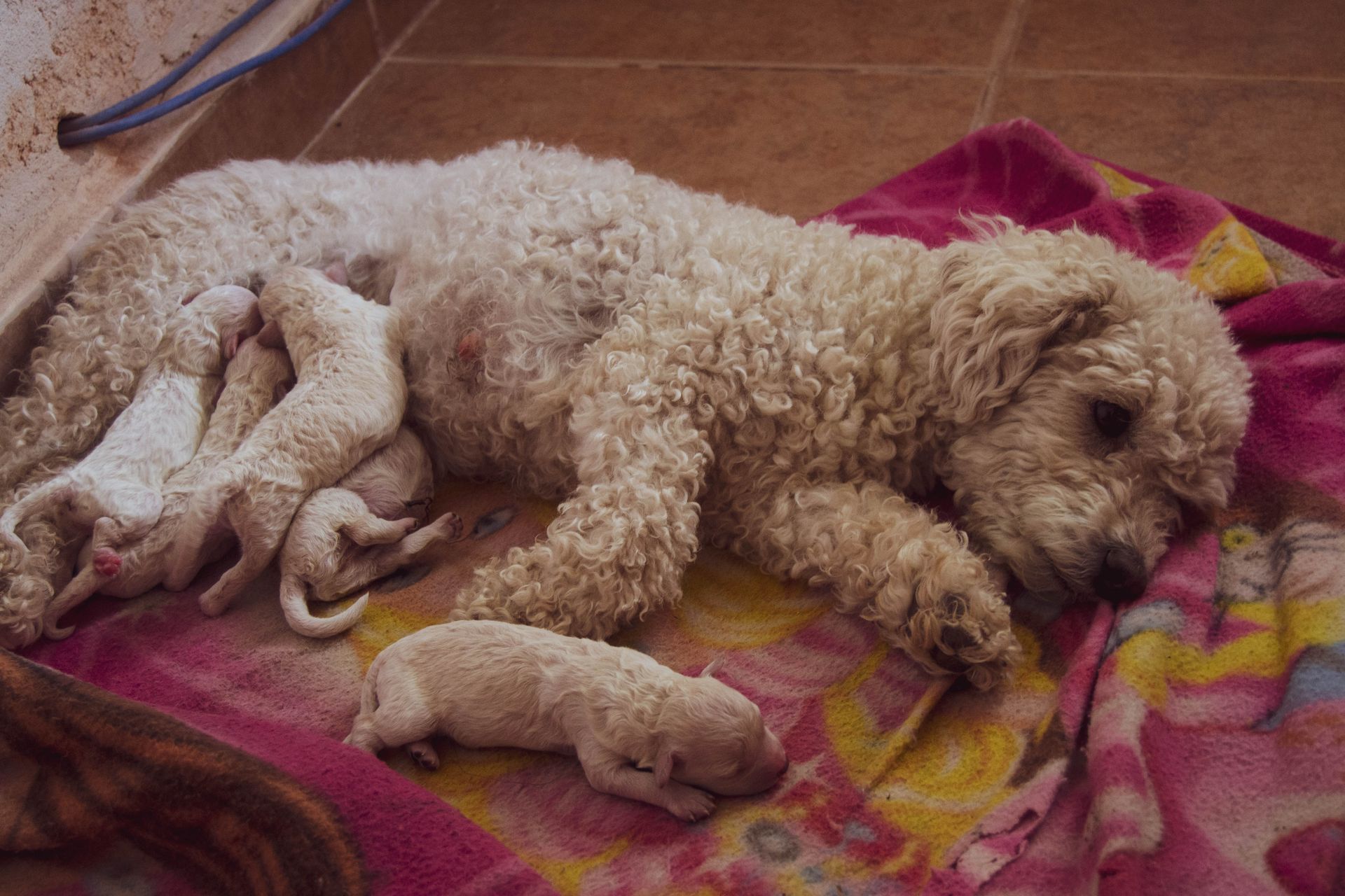 A mother dog resting with her newborn puppies on a blanket indoors