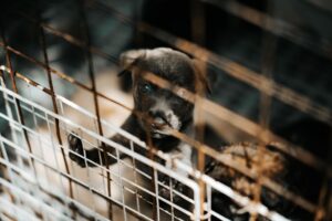 A young puppy behind metal bars, a reminder of why the puppy mill vs breeder question matters