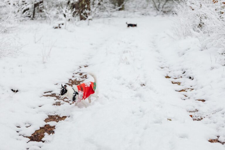 A small dog in a red sweater running on a snowy path, a reminder of how cold is too cold for dogs outside