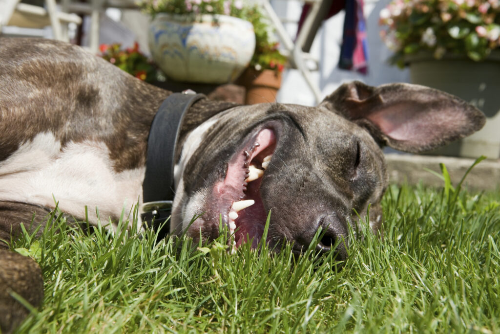 What It Really Costs to Bring an Abused Dog Back