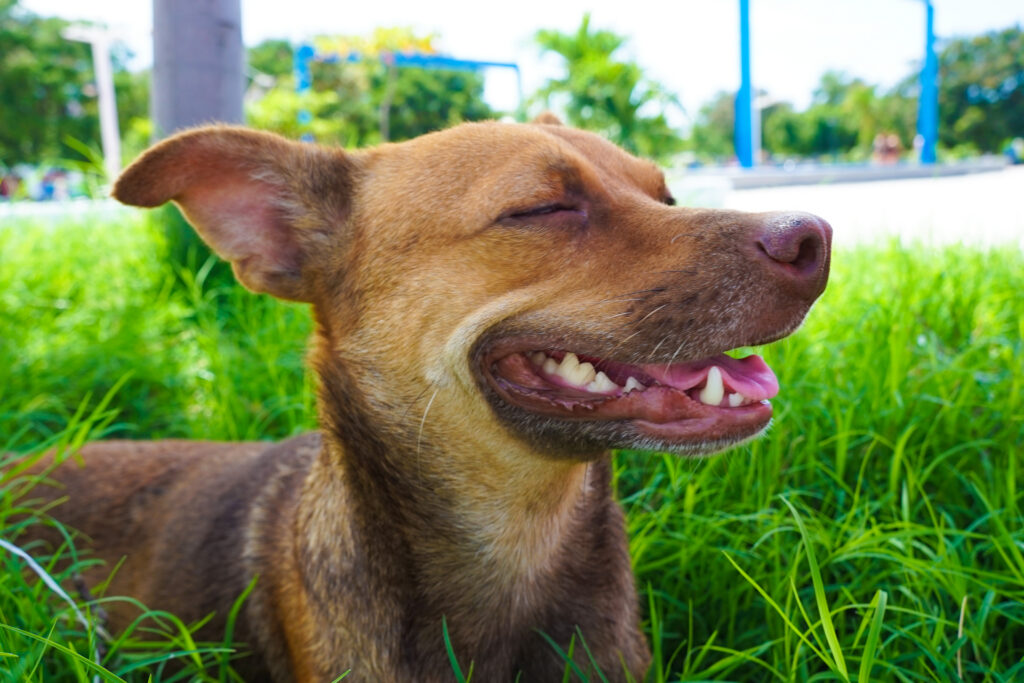 Emotional Healing After Trauma in Rescued Dogs