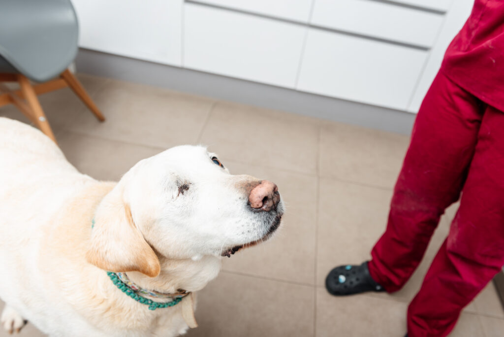 Medical rehabilitation for dogs rescued from abuse