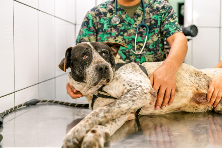Medical rehabilitation for dogs rescued from abuse at Wounded Paw Project